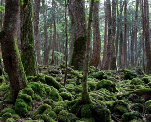 La forêt d’Aokigahara